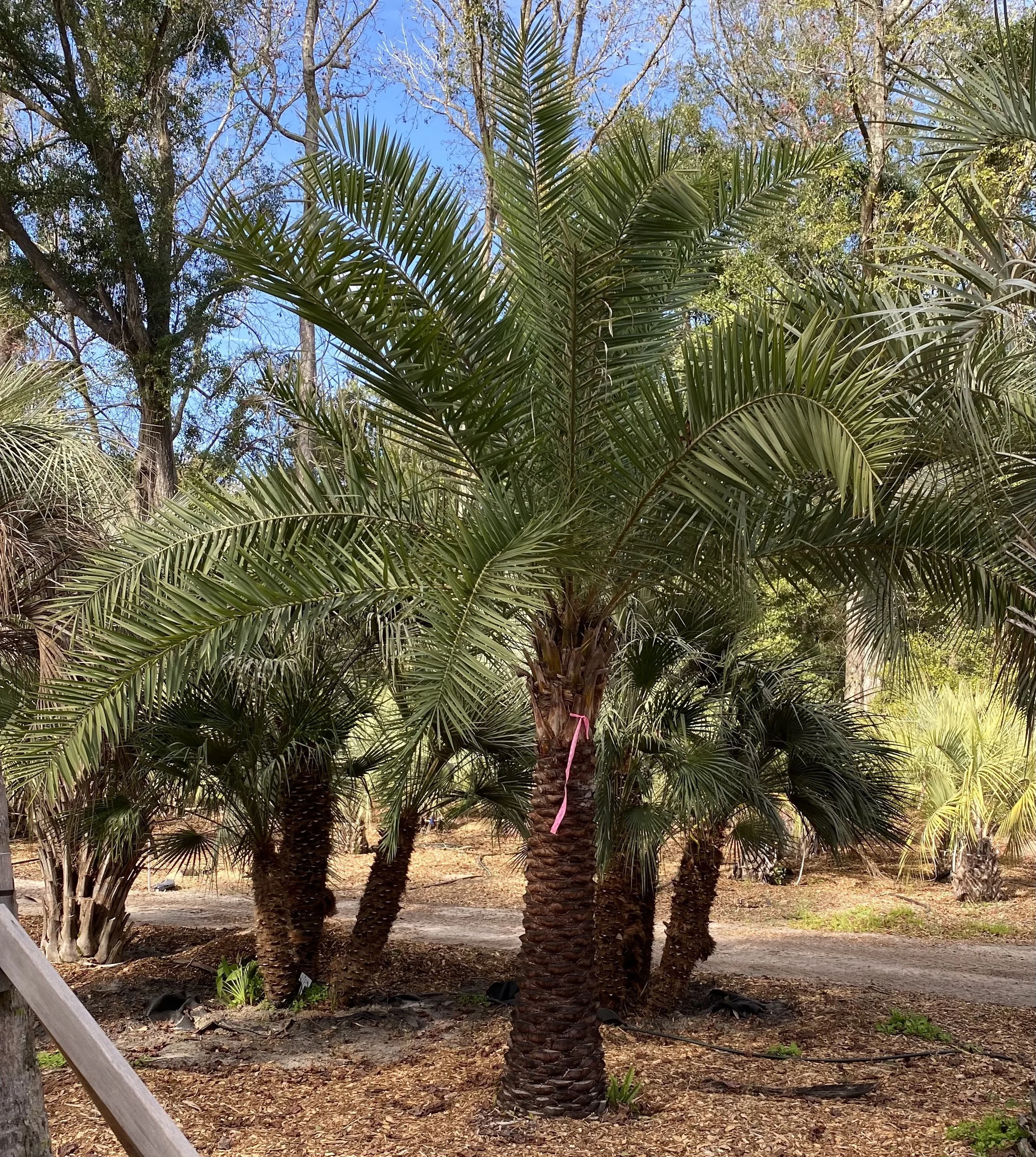 Catalog — Palm Trees Ltd